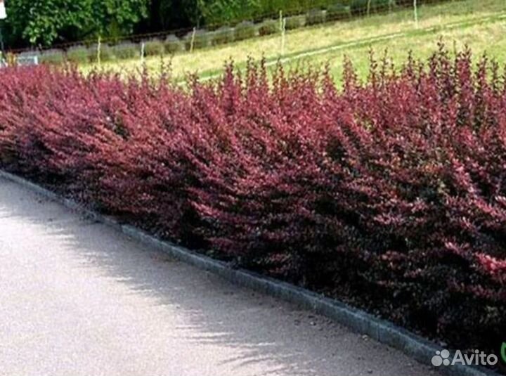 Барбарис тумберга Атропурпуреа Оптом