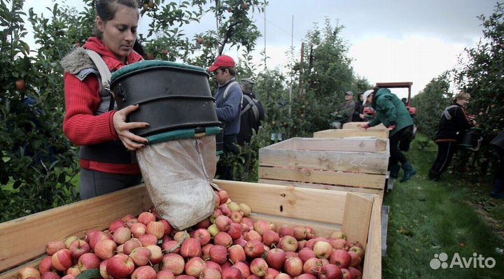 Сборщик вахта