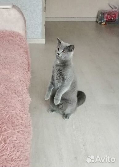 Отдам в добрые руки