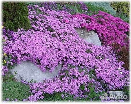 Садовые цветы и растения