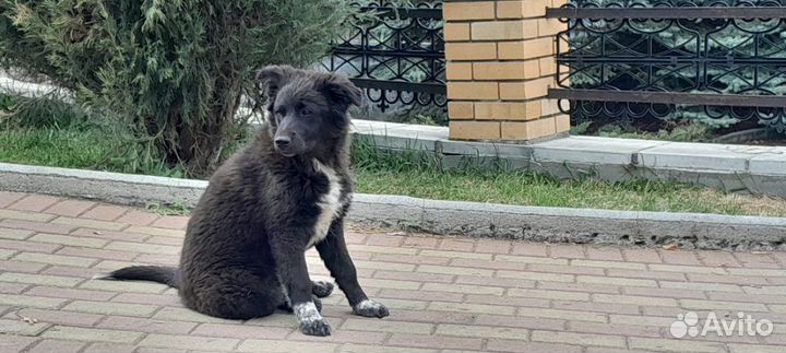 Щенки в добрые руки