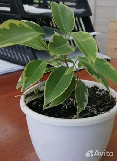 Фикус бенджамина пестролистный