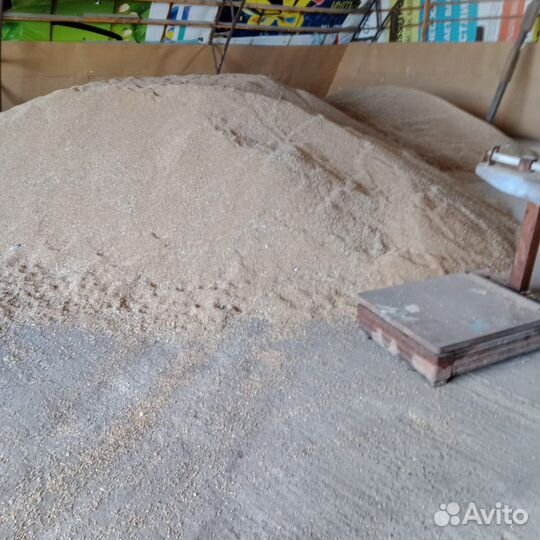 Зерно пшеница