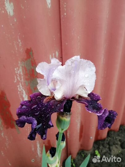 Ирисы бородатые