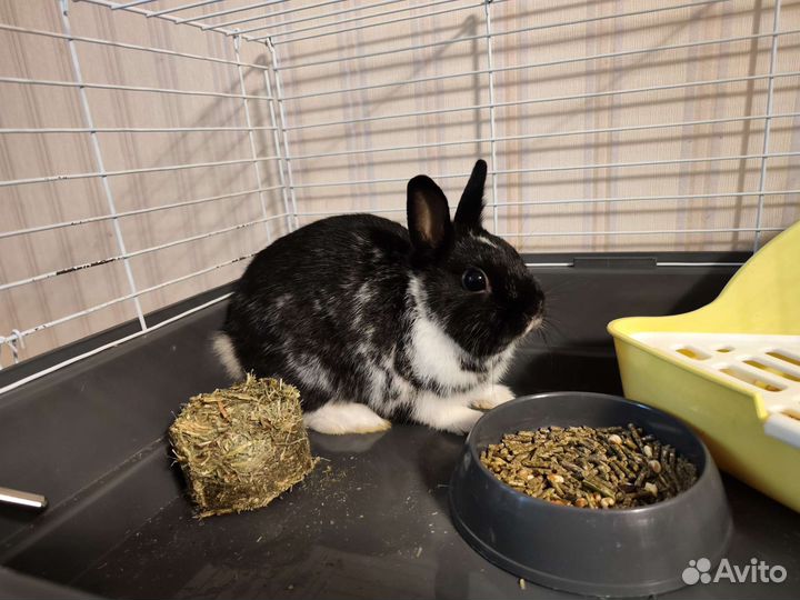 Декоративные карликовые кролики