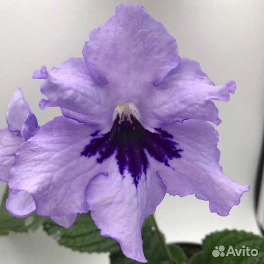 Стрептокарпус Блю Марс