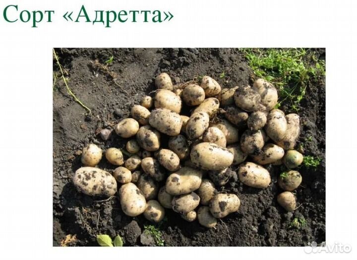 Семенной и Едовой Картофель Гидростроитель