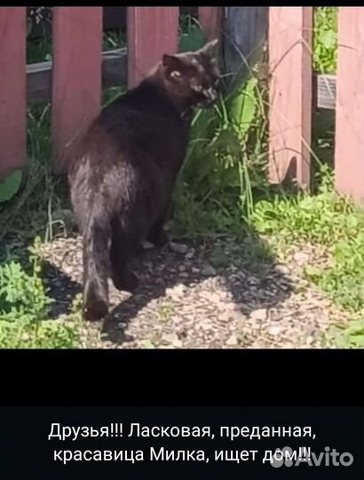 Кошки и котики