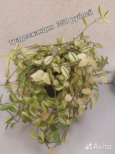 Традесканция