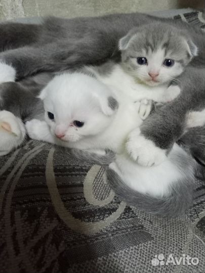 Котята вислоухие