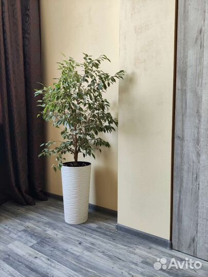 Фикус бенджамина большой