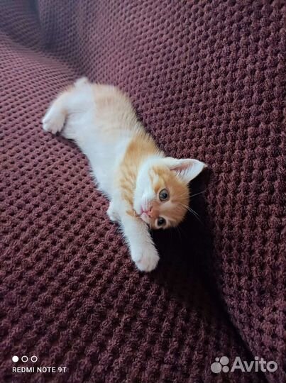 Кошка в дар бесплатно