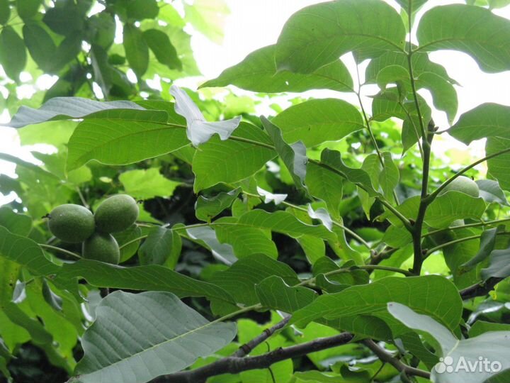 Саженцы грецкого ореха