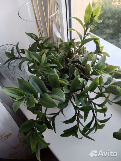 Традесканция