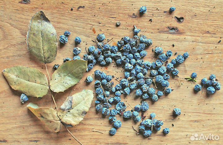 Магония падуболистная, семена