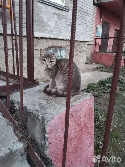 Котенок 9мес