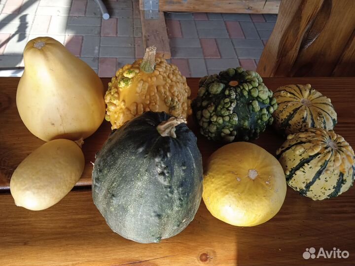 Тыква декоративная