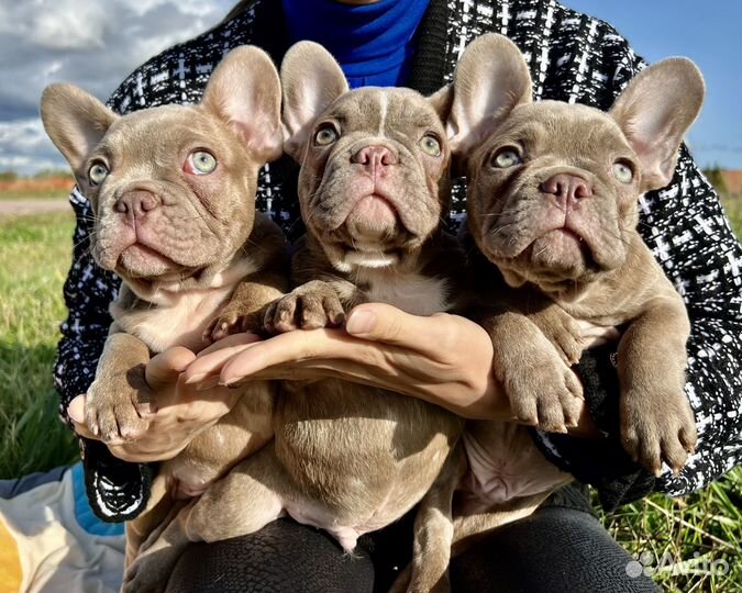 Щенки французского бульдога