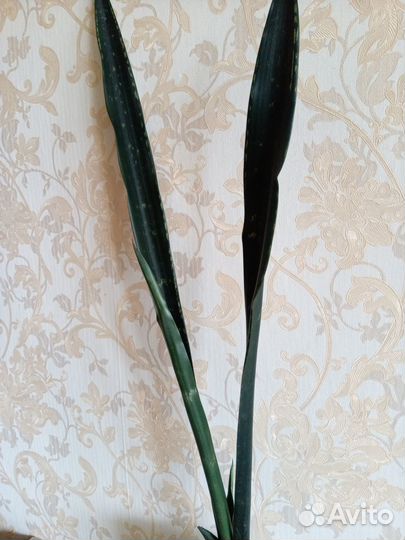Сансевиерия сортовая