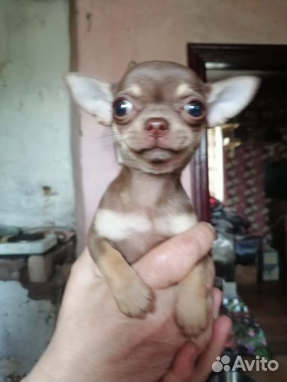 Чихуахуа мини