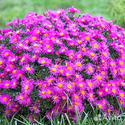 Садовые цветы