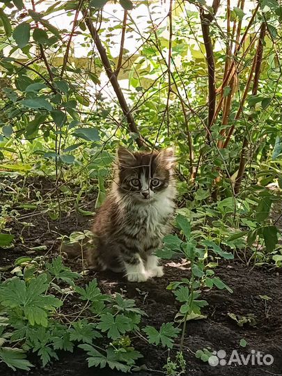 Котята шотландские метисы