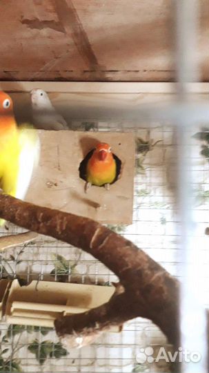 Неразлучники фишера,вергинская куропатка