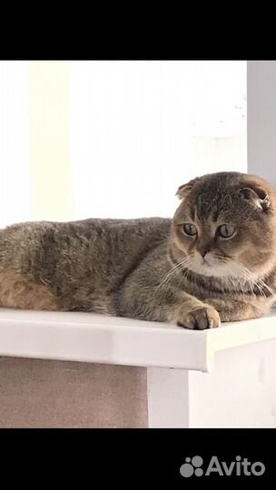 Вязка с котом