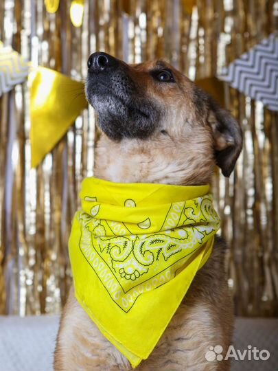 Собака в добрые руки отдам бесплатно