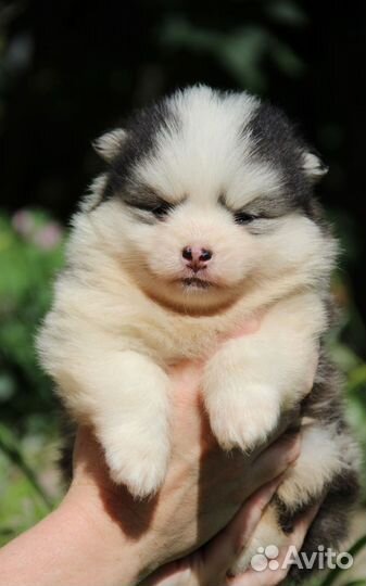 Девочка помски той размер