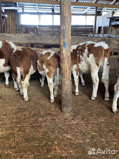 Бык и телки, на мясо и выращивание