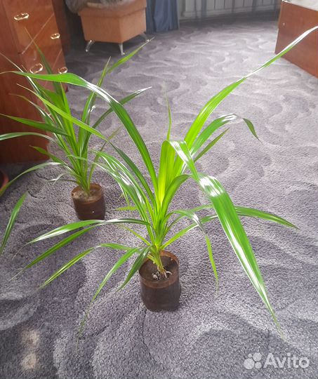 Пальма панданус