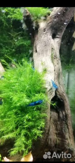 Креветка blue dream