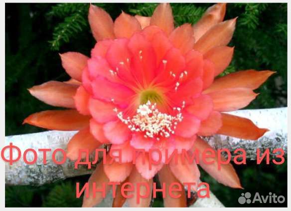 Эпифиллум perry J (черенок)