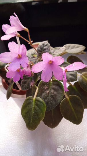 Фиалки детки и черенки