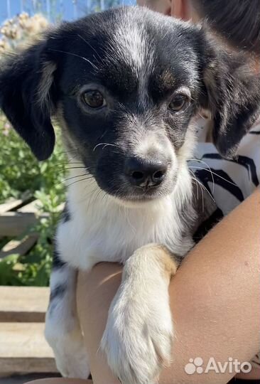 Щенок в добрые руки