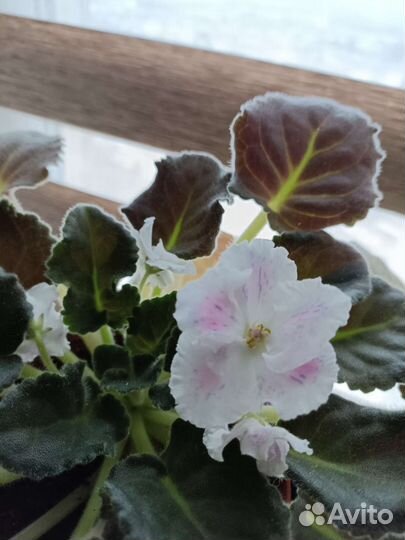 Фиалка цветущая