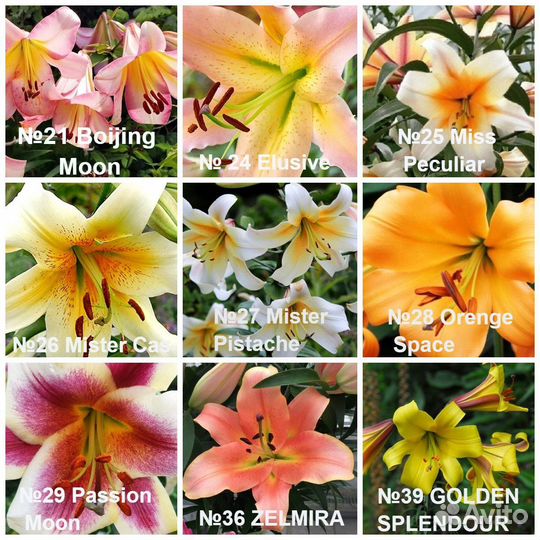 Лилия луковицы