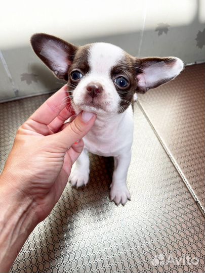 Мальчики и девочки чихуашечки