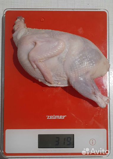 Техасский перепел, цыплята от 04.10