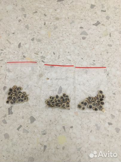 Семена мальвы махровой, шток розы