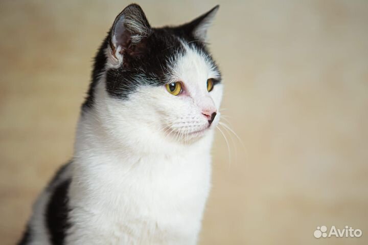 Совсем молодой котик ищет свою семью