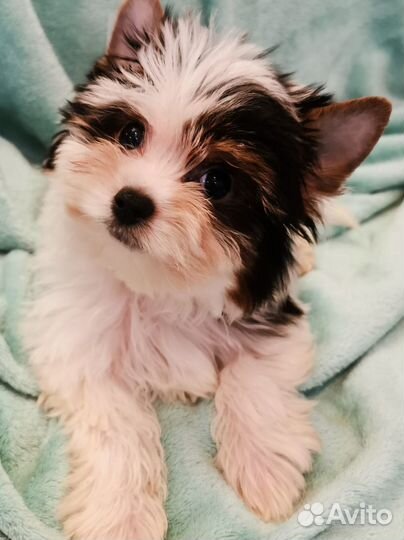 Биверенок девочка