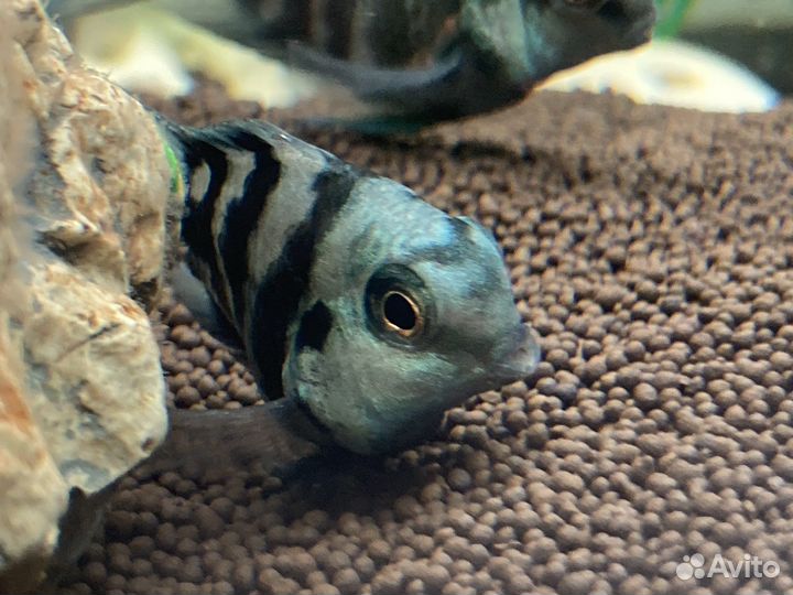 Сапфировый попугай (Попугай панда)