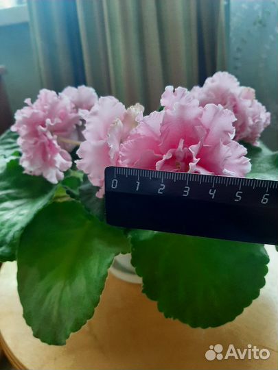 Фиалка цветущая в горшке