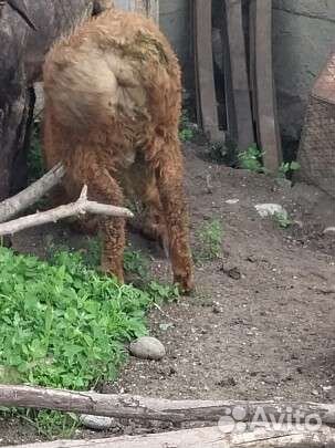 Баранчик производитель эдильбай
