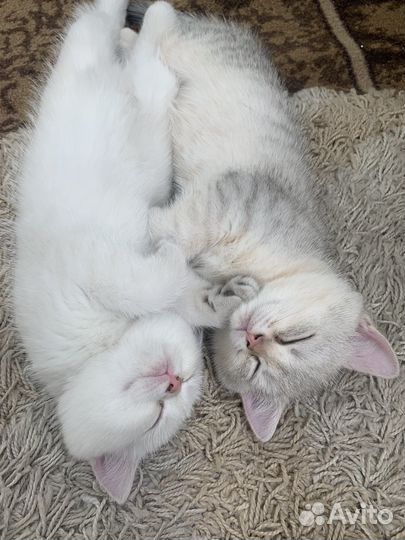 Британская шиншилла