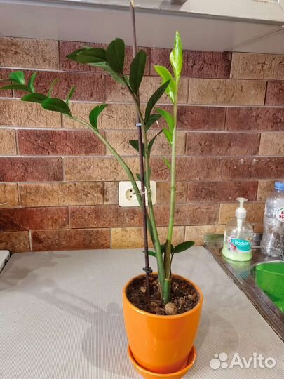 Замиокулькас