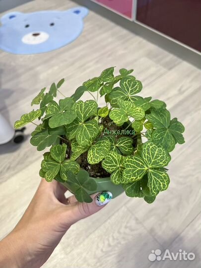 Редкий мартианский оксалис