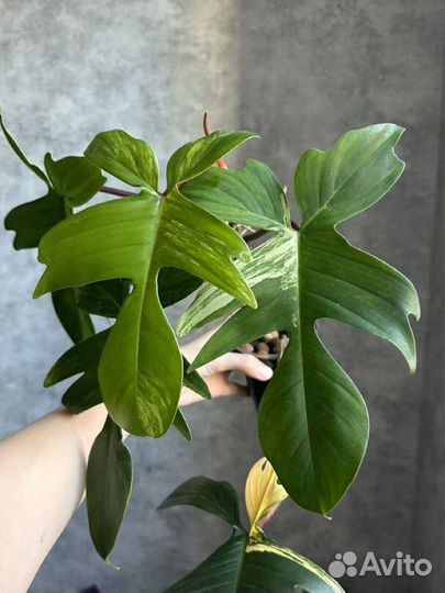 Филодендрон магическая маска